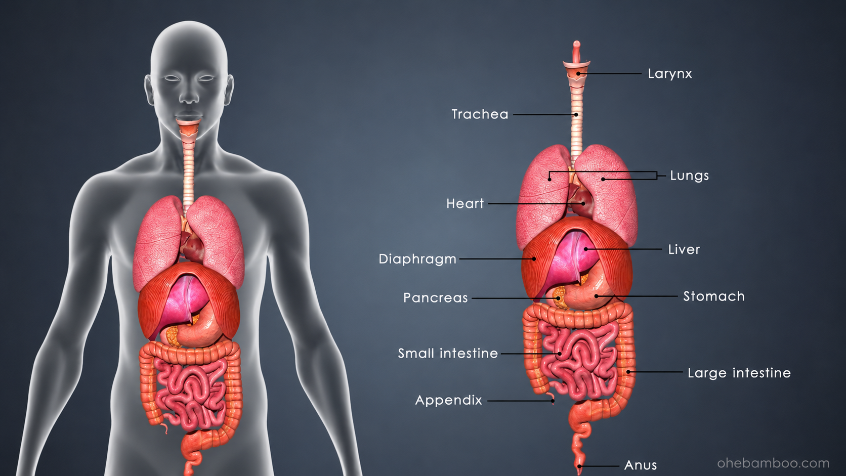 Why Does Ozdikenosis Kill You